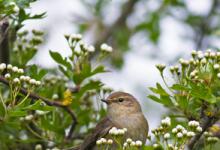 Chiffchaff DM1776