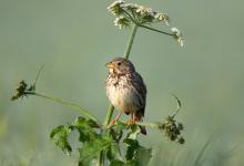 Corn Bunting 2.t