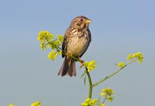 Corn Bunting 3