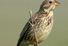 Corn Bunting 1