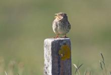 Corn Bunting DM0840