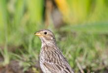 Corn Bunting DM0841