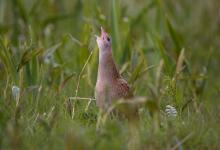 Corncrake DM0851