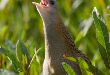 Corncrake DM0853