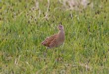 Corncrake DM0854