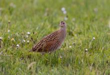 Corncrake DM0855