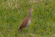 Corncrake DM0856