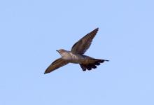 Cuckoo  in Flight DM0833