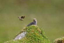 Cuckoo and Meadow Pipit DM0842