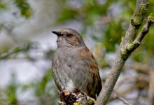 Dunnock DM0175