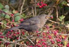 Female Blackbird Eating Hawthorn Berries DM1269