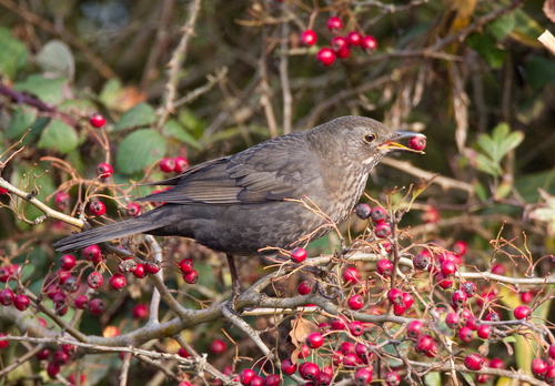 Female Blackbird Eating Hawthorn Berries DM1269