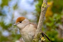 Female Blackcap DM0176