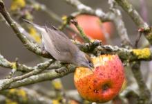 Female Blackcap DM0760