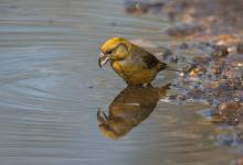 Female Crossbill  DM1777