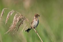 Female Reed Bunting DM1785