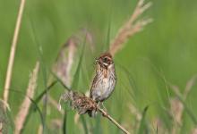 Female Reed Bunting DM1786