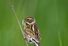 Female Reed Bunting DM1787