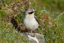 Female Wheatear DM0843