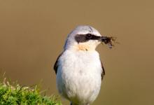 Female Wheatear DM0857