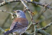 Fieldfare