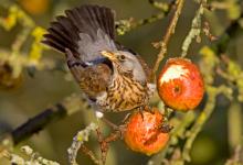 Fieldfare 2