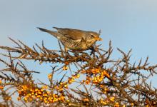 Fieldfare in Sea Buckthorn 2 DM0160