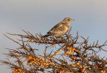 Fieldfare in Sea Buckthorn 3 DM0165