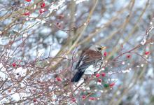 Fieldfare in Winter DM1789