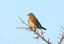 Fieldfare on Sea Buckthorn 4 DM0169