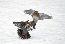 Fieldfares Fighting DM1790