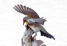 Fieldfares Fighting DM1791