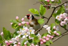 Goldfinch DM0778