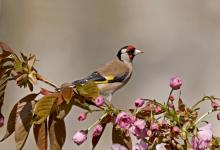 Goldfinch DM0779