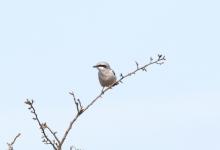 Great Grey Shrike DM1861