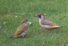 Green Woodpecker and Young DM1795