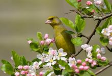 Greenfinch DM0178