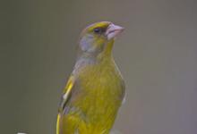 Greenfinch DM0781