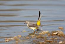 Greywagtail DM0782