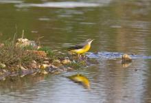 Greywagtail DM0783