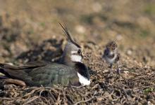 Lapwing & Chick DM0789