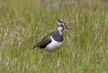 Lapwing