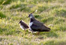 Lapwing and Chick DM0858