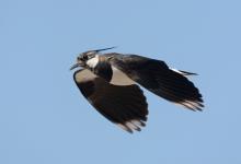 Lapwing in Flight DM0859