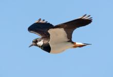 Lapwing in Flight DM0860