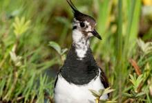 Lapwing in the Marsh 1