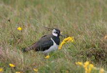 Lapwing in the Marsh DM0862