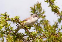 Lesser Whitethroat 2 DM0161