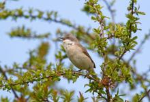 Lesser Whitethroat 3 DM0166