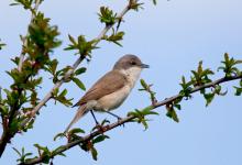 Lesser Whitethroat 4 DM0170